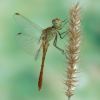 Sympetrum meridionale