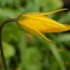 Tulipa sylvestris Тюльпан лісовий