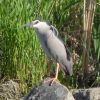 Nycticorax nycticora