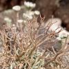 Cladonia furcata ?