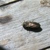 Anthaxia (Buprestidae)