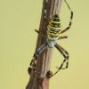 Argiope bruennichi\