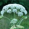 Борщівник Сосновського. Борщевик Сосновского.   Heracleum sosnowskyi