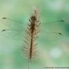 Sympetrum meridionale