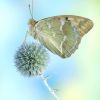 Argynnis pandora