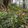 Tulipa sylvestris Тюльпан лісовий