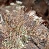 Cladonia furcata ?