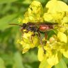 Nomada (Apidae)