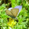 Polyommatus icarus (Lycaenidae)