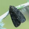 Acronicta rumicis