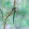 Somatochlora metallica