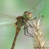 Sympetrum meridionale