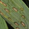 Cladosporium iridis / Heterosporium gracile