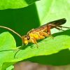 Tenthredopsis litterata ? Tenthredopsis friesei ?