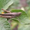 Chorthippus biguttulus (Acrididae)