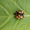 Harmonia axyridis (Coccinellidae)