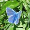 Polyommatus icarus (Lycaenidae)