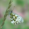 Anthocharis cardamines