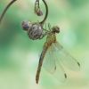 Sympetrum meridionale