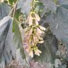 Acer Platanoides - клен гостролистий