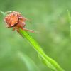 Araneus cf. triguttatus