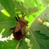 Крайовик щавлевий (Coreus marginatus)