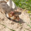 European hamster in nature