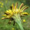 Поросинець укорінений (Hypochoeris radicata)