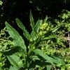 Жовтозілля. Крестовник.  Senecio