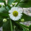 Стенактис північний. Мелколепестник северный. Erigeron annuus ssp. septentrionalis (2)