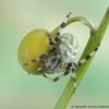 Araneus quadratus