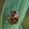 Subcoccinella vigintiquatuorpunctata