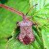 Крайовик щавлевий (Coreus marginatus)