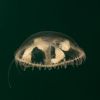 Craspedacusta sowerbii
