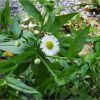 Стенактис північний. Мелколепестник северный. Erigeron annuus ssp. septentrionalis (2)