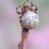 Araneus quadratus