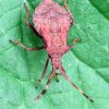 Крайовик щавлевий (Coreus marginatus)