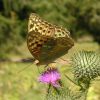 Argynnis pandora (Nymphalidae)