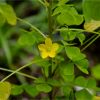 Квасениця пряма. Кислица торчащая. Oxalis stricta