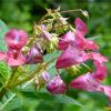 Розрив-трава залозиста. Недотрога железистая. Impatiens glandulifera (2)