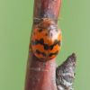 Subcoccinella 24-punctata