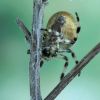 Araneus quadratus