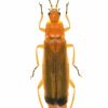 Rhagonycha fulva