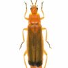 Rhagonycha fulva