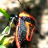 Perillus bioculatus (Fabricius, 1775)