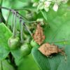 Крайовик щавлевий (Coreus marginatus)