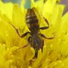 Номада (Nomada sp.)