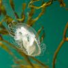 Craspedacusta sowerbii