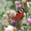 Aglais io (Nymphalidae)