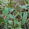 Розрив-трава залозиста. Недотрога железистая. Impatiens glandulifera (2)